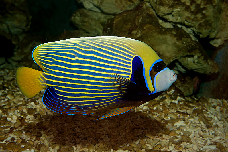 Emperor Angelfish (pomacanthus imperator)