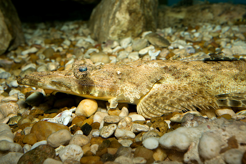 Crocodilefish (papilloculiceps longiceps)