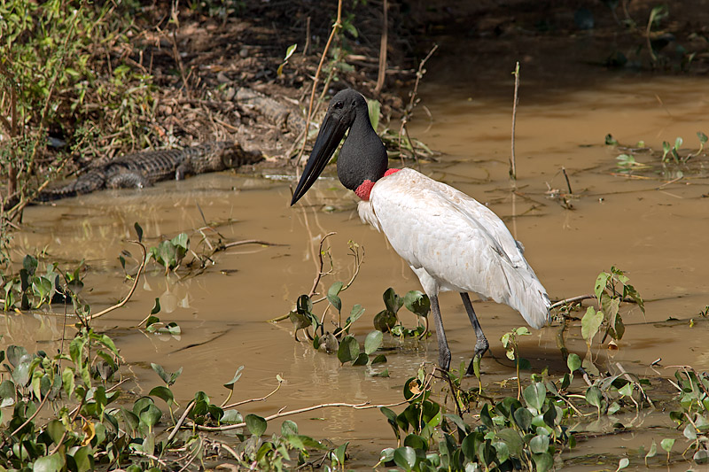 Jabiru Searching for Fish (jabiru mycteria)