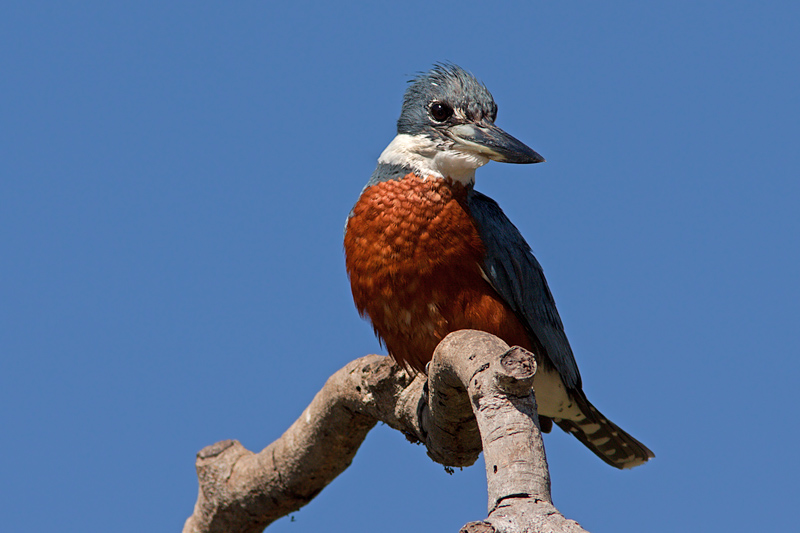 Ringed Kingfisher (megaceryle torquata)