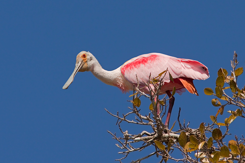 Roseate Spoonbill (ajaja ajaja)