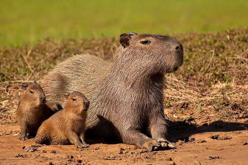 Capybara Family (hydrochoerus hydrochaeris)