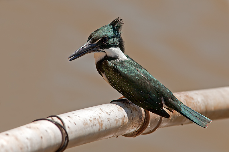 Amazon Kingfisher (chloroceryle amazona)