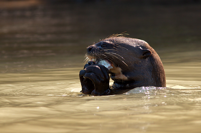 Giant Otter Eating Fish (pteronura brasiliensis)