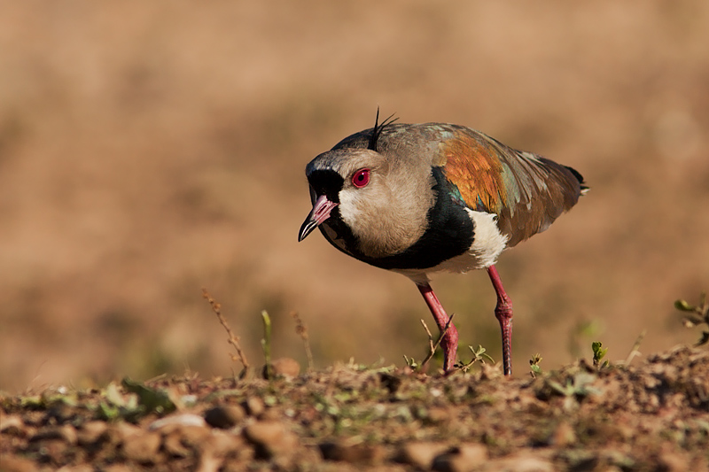 Southern Lapwing (vanellus chilensis)