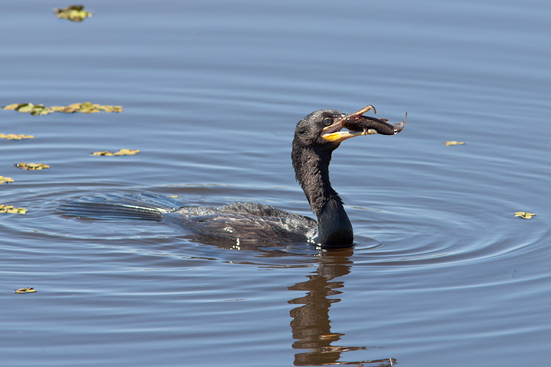 Neotropical Cormorant (phalacrocorax brasilianus)