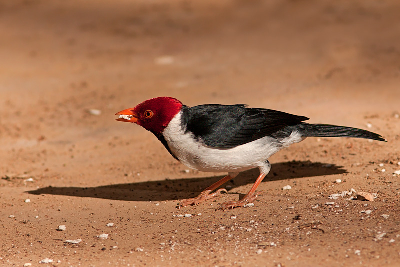 Yellow-Billed Cardinal (paroaria capitata)