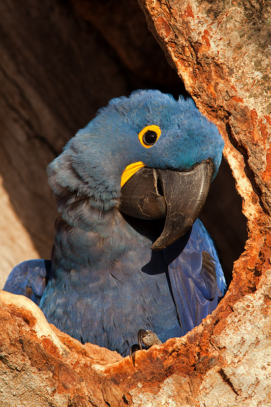 Hyacinth Macaw (anodorhynchus hyacinthinus)