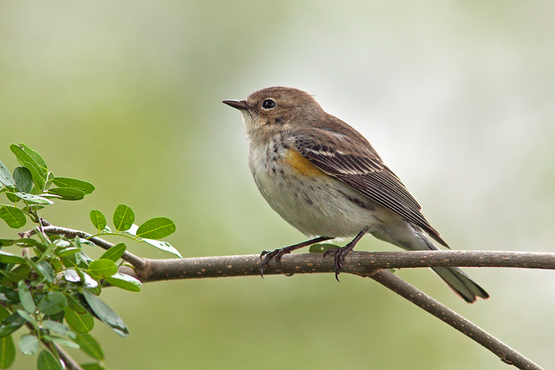 Yellow-rumped Warbler (dendroica coronata)