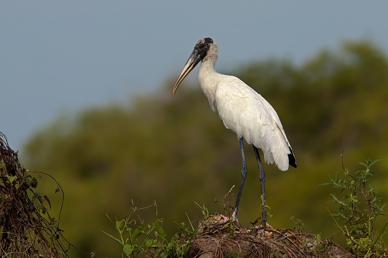 Wood Stork (mycteria americana)