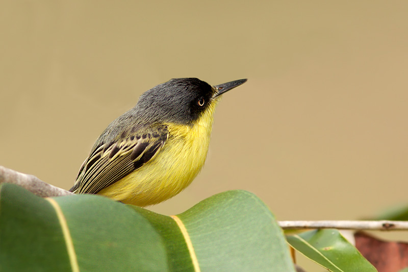 Common Tody-Flycatcher (todirostrum cinereum)