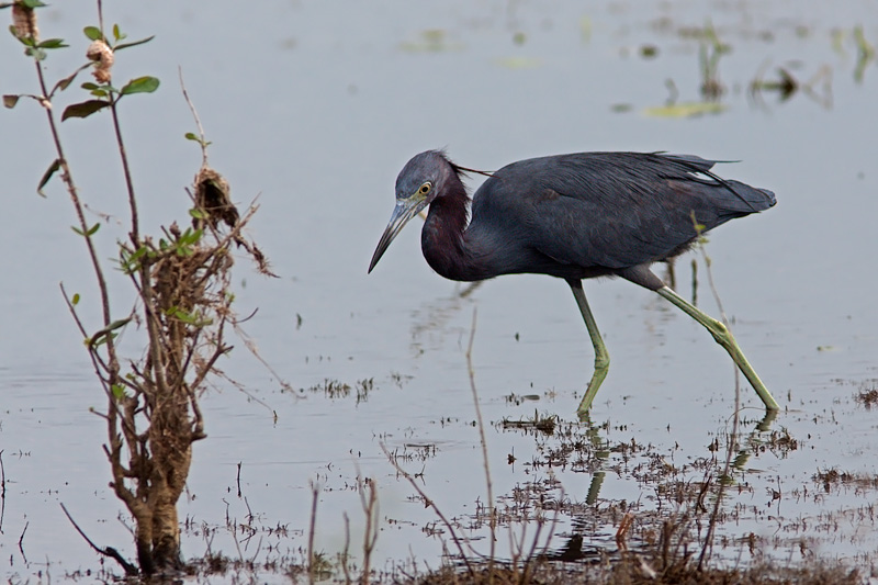 Little Blue Heron (egretta caerulea)