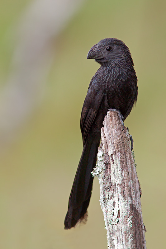 Groove-billed Ani (crotophaga sulcirostris)