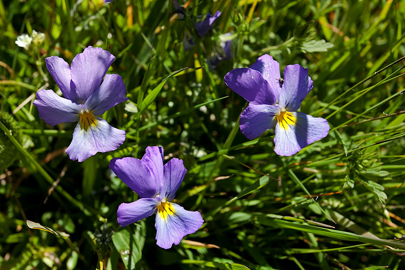 Le Saxe-Rifugio Bertone-Lavachey Trek: Wild Violets