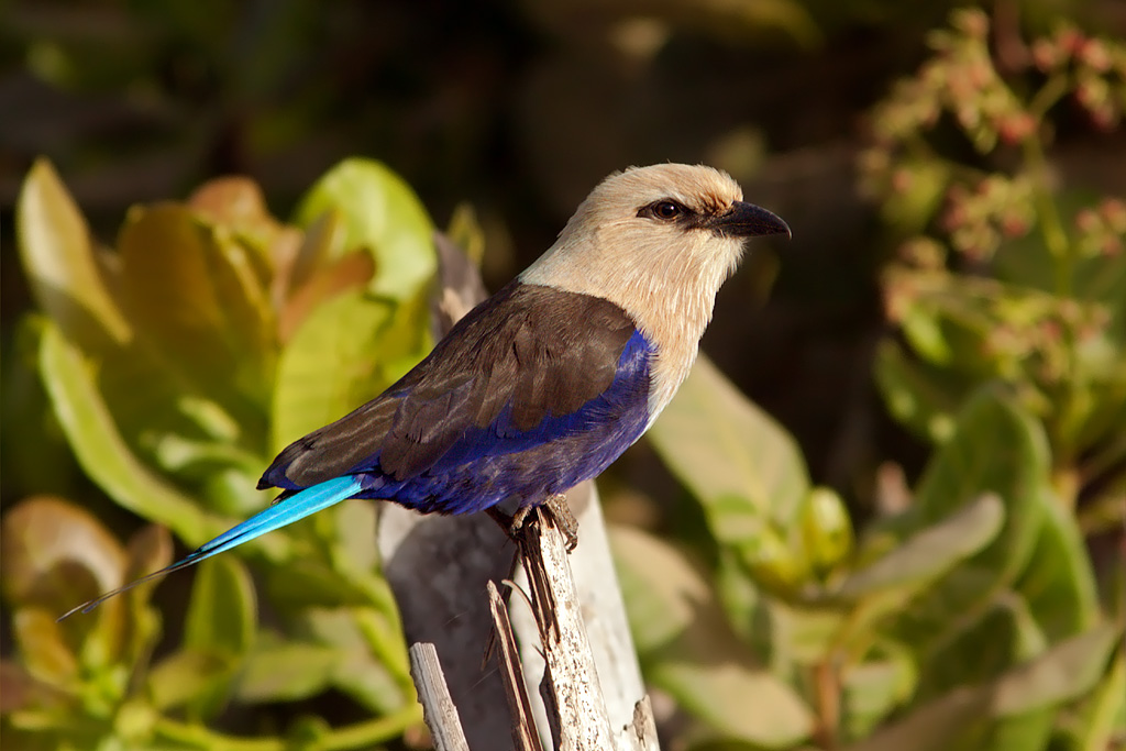 Blue-bellied Roller (coracias cyanogaster)