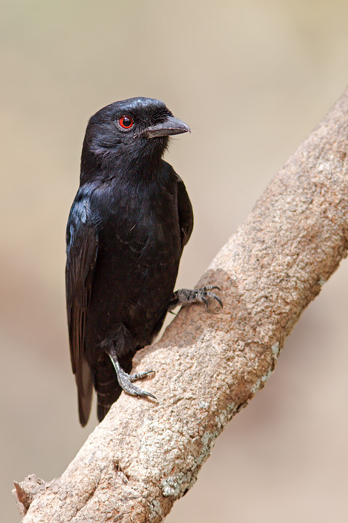 Fork-tailed Drongo (dicrurus adsimilis)