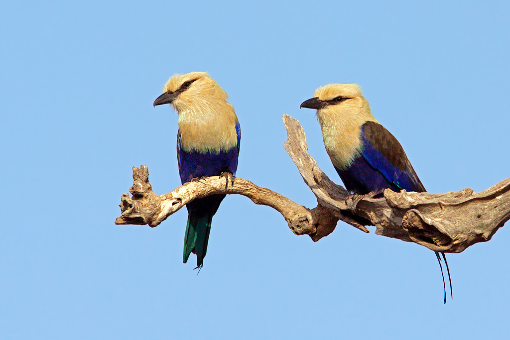 Blue-bellied Rollers