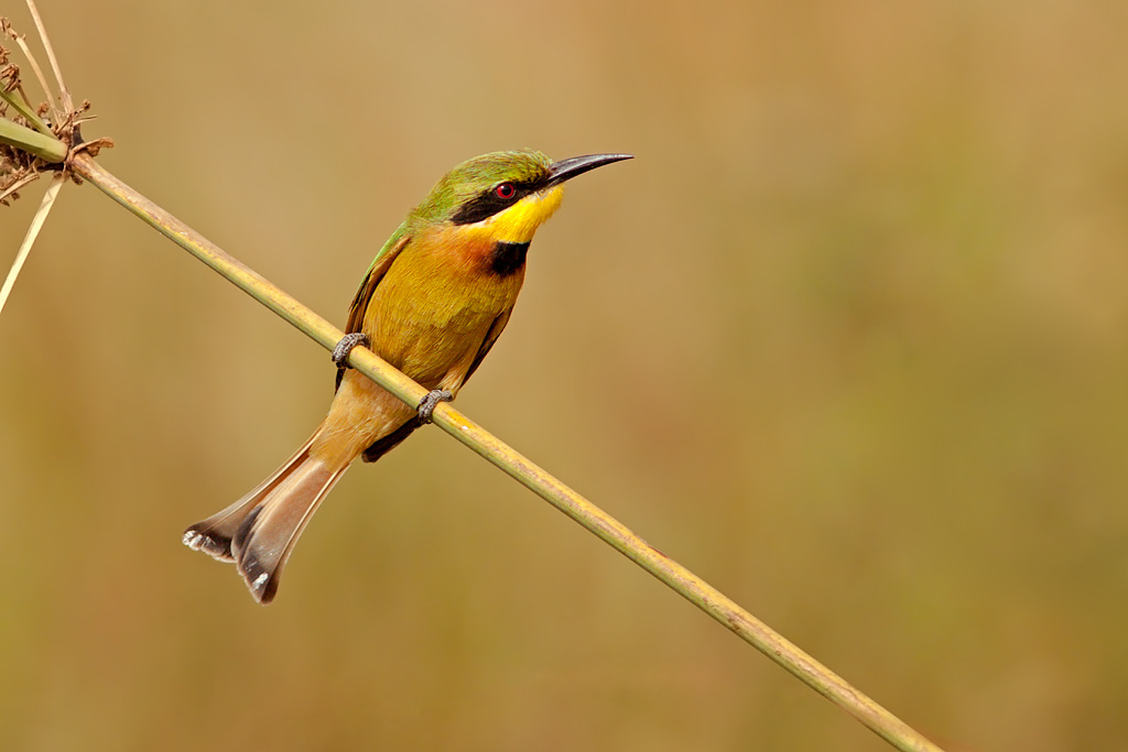 Little Bee-eater (merops pusillus)