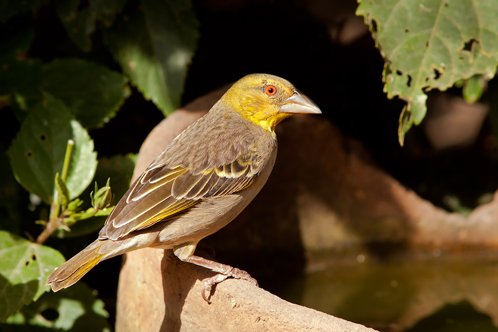 Village Weaver