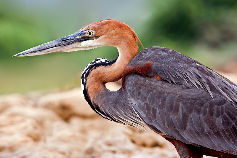 Goliath Heron (ardea)