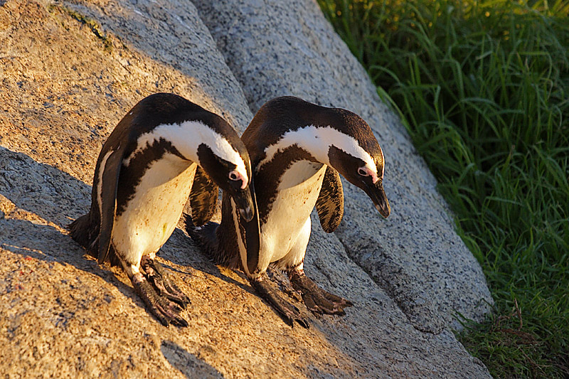 Boys Are Back From Bar (Jackass Penguins)