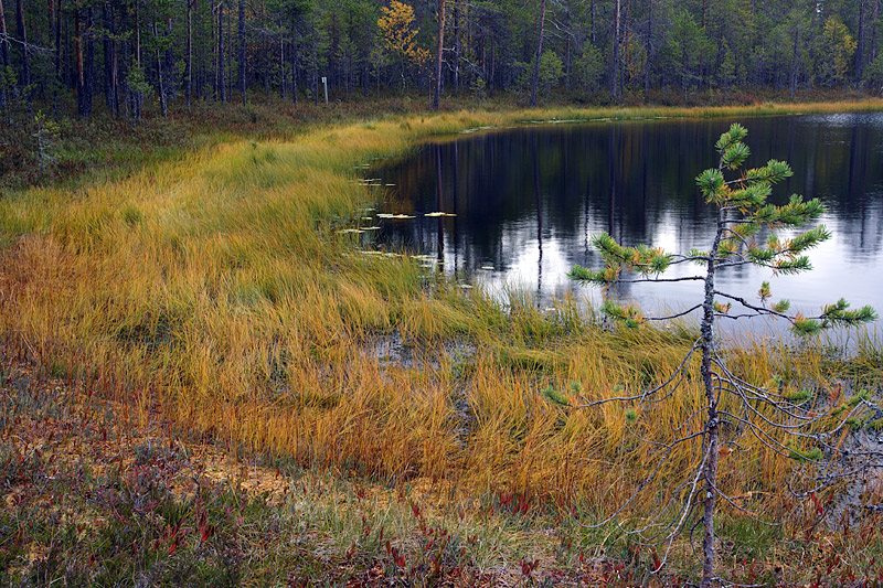 Swamp Lake