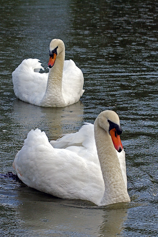 Mute Swans