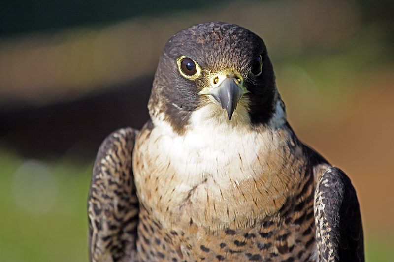 Peregrine Falcon (falco peregrinus)