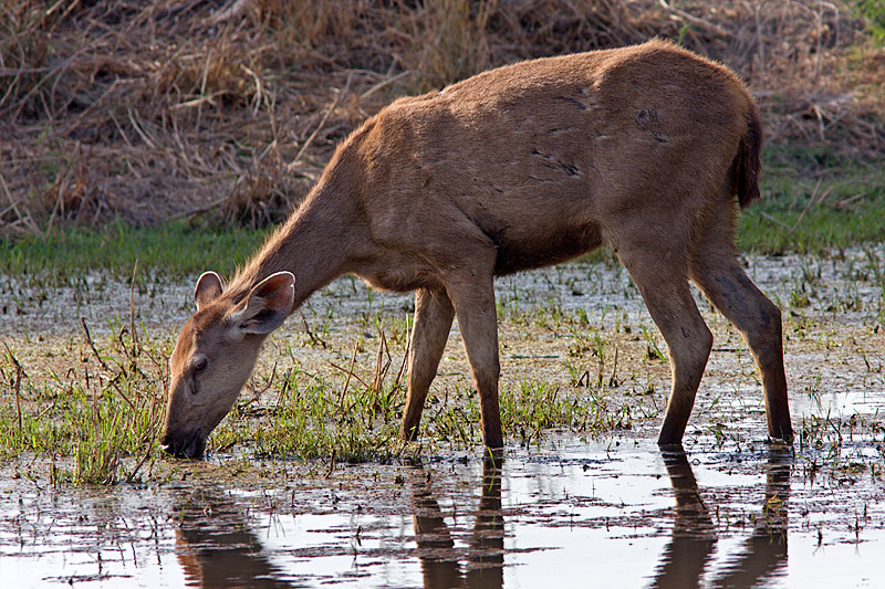 Sambar Deer Drinking