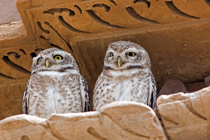 Temple Lovers (Spotted Owlets)