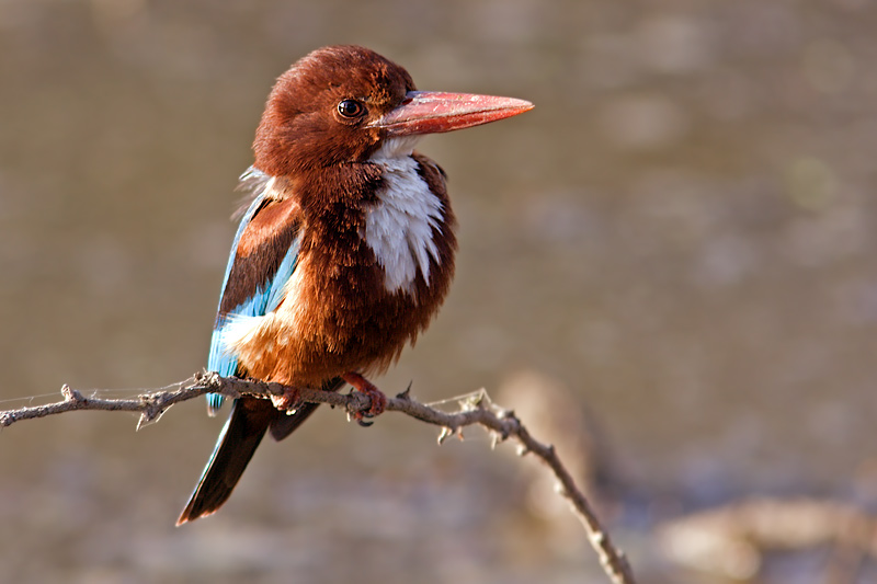 White Breasted Kingfisher