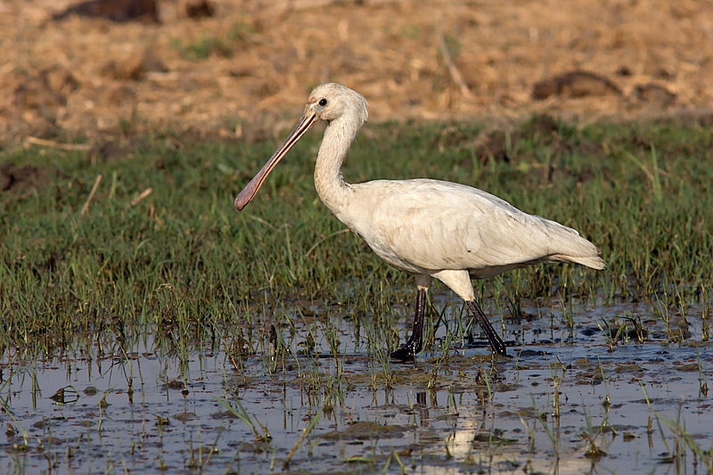 Young Eurasian Spoonbill