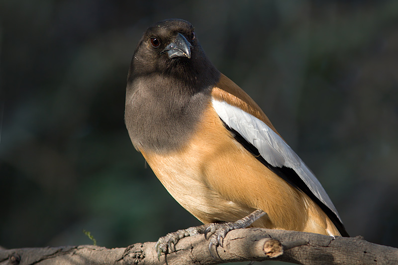 Indian Treepie