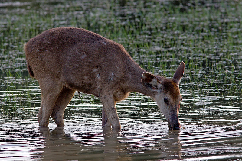 Sambar Deer Drinking