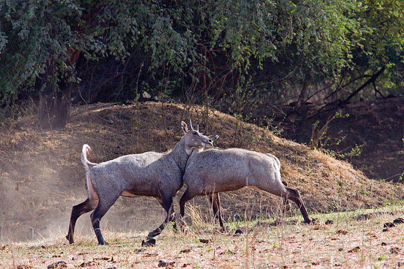 Nilgai Antelopes Fighting