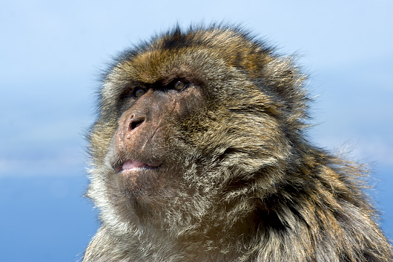Barbary Macaque Portrait