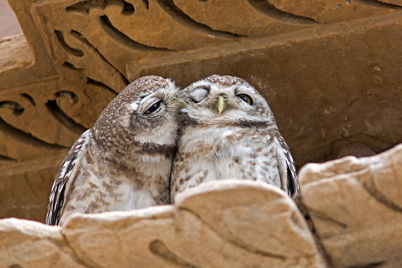 Kiss (Spotted Owlets)
