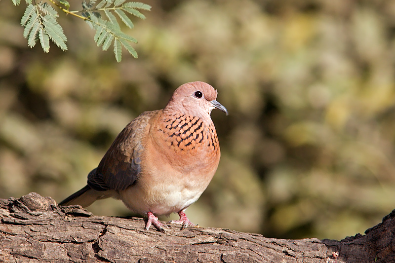 Laughing Dove