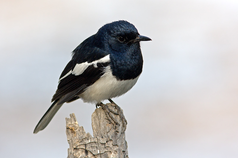 Magpie Robin