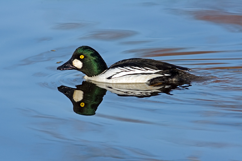 Common Goldeneye, male (buchephala clangula)