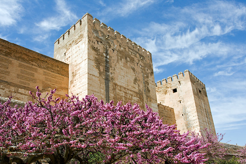 Alhambra: Alcazaba: Towers and Blooming Trees