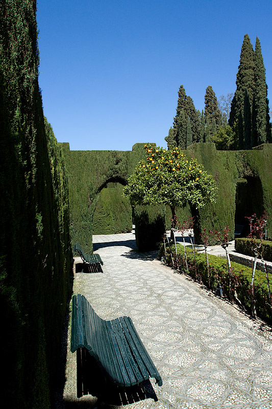 Granada: Alhambra: Generalife: Cypresses