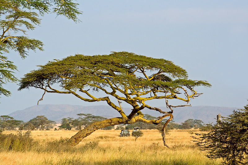 Serengeti Plain with Acacia Tree and Safari Cars