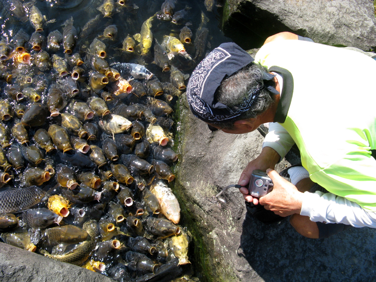 These koi are used to be feed. Careful, dont fall in.
