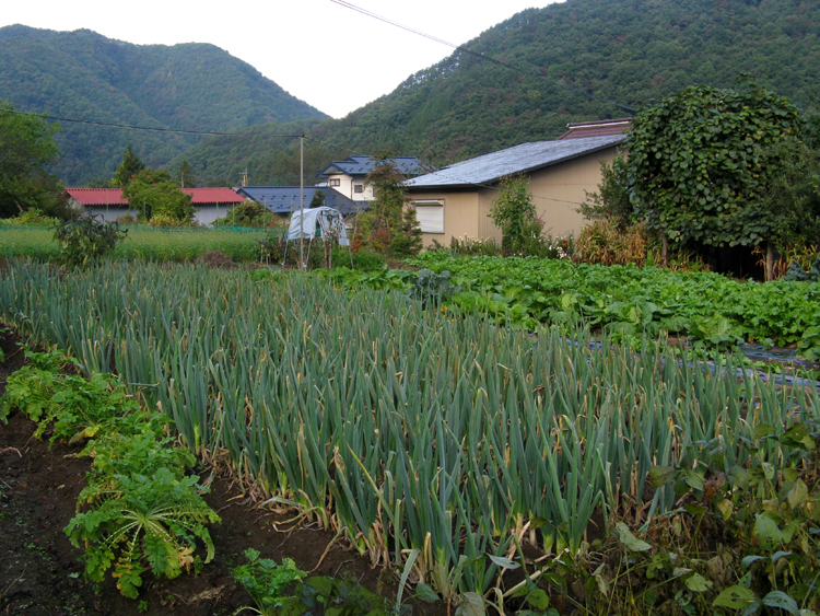 There are many small gardens in the community.