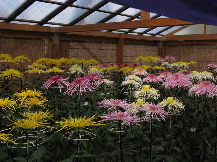 Flower exhibit.