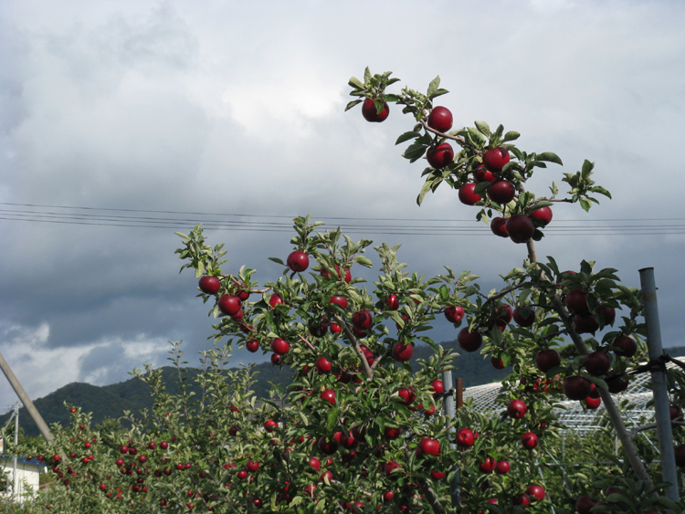 Were in the apple region.