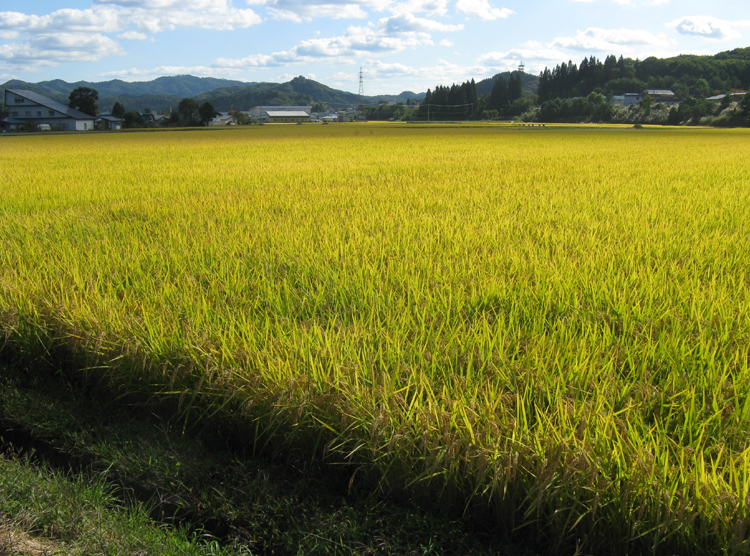 Ill call it Sunlight on Fields of Rice.