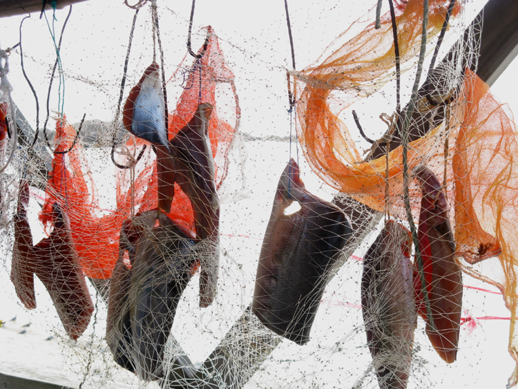 Looks like salmon.