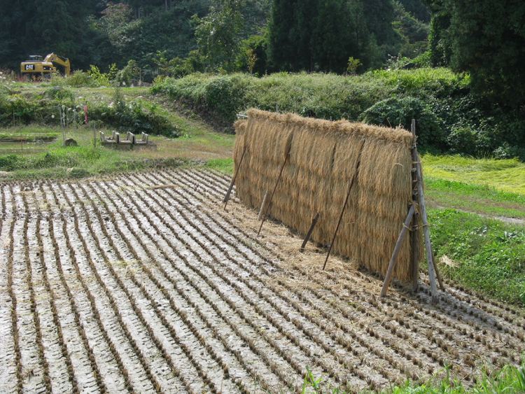 Drying the harvest.